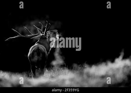 The call, majestic deer in rutting season at dawn, fine art portrait (Cervus elaphus) Stock Photo