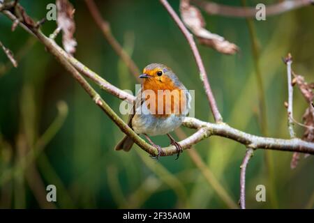 A European robin, known simply as the robin or robin redbreast resting on a tree branch. Stock Photo