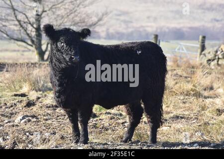 Galloway heifers, Marbrack Farm, Carsphairn, Castle Douglas, Scotland Stock Photo