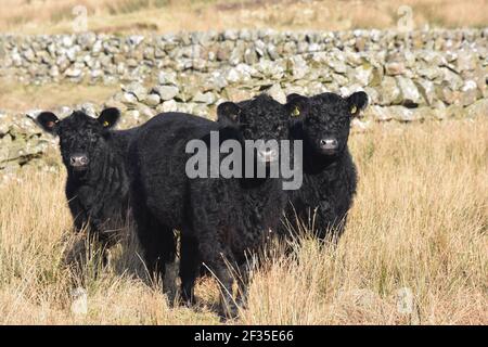 Galloway heifers, Marbrack Farm, Carsphairn, Castle Douglas, Scotland Stock Photo