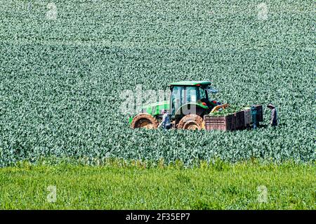 Farmers and farmhands pick artichokes in a field. the tractor carries the picked flowerhead. Photographed in Israel in March Stock Photo