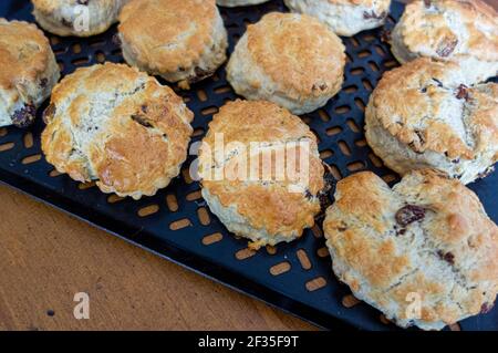 Home made scones on cooling tray Stock Photo