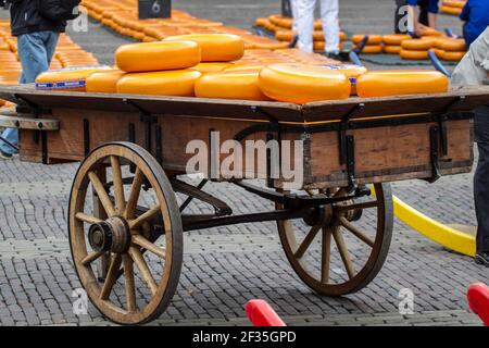 Buying and selling wheels of Gouda cheeses, at Alkmaar Cheese Market,  Noord-Holland, Netherlands Stock Photo