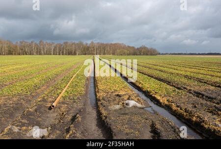 Agricultural landscape: growth of Lilies using geotextile mats and sprinkling pipes, situation in early spring Stock Photo