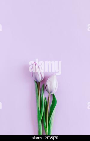 Tender Violet Tulips On Pastel Violet Background. Greeting Card For 