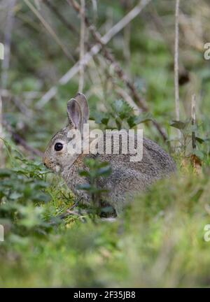 Young rabbit (Oryctolagus cuniculus) in undergrowth. Kent, UK. Stock Photo