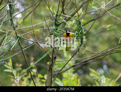 village weaver bird weaving a nest Stock Photo