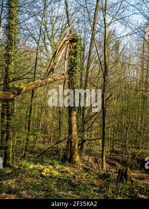 Trees damaged after a storm in the Oefter Tal nature reserve in Essen, North Rhine-Westphalia, Germany Stock Photo