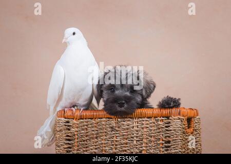 Puppy breed miniature schnauzer, gray color and white pigeon peacock breed, in a woven basket on a beige background, indoors, in the studio Stock Photo