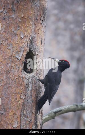 Black Woodpecker - Male at Nest Hole with YoungDryocopus martius Oulu Region, Finland BI014224 Stock Photo