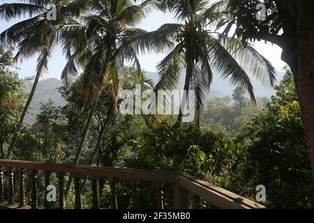 Palm Trees, Central Sri Lanka, Asia Stock Photo