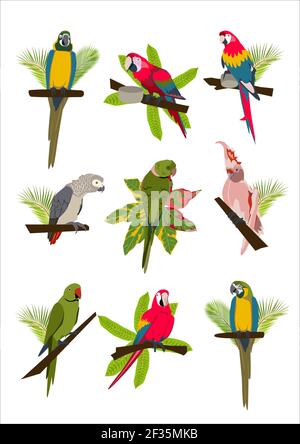 Tropical hand drawn colorful parrots set with plants and leaves. Macaw, cockatoo, gray and necklace parrot. Vector illustration isolated on white background. Stock Vector