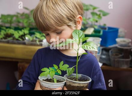 Little boy holds seedlings of pepper and tomato in plastic pots. little assistant - gardener. Grow seedlings. planting season in the garden. Eco educa Stock Photo