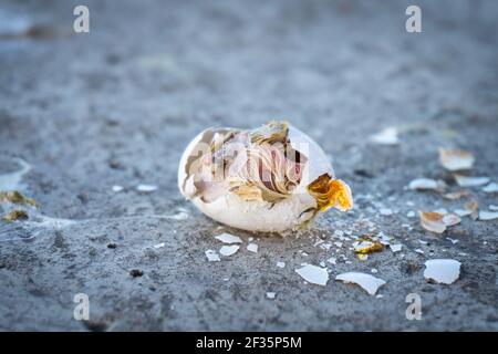 a broken pigeon egg with a dead chick on the pavement Stock Photo
