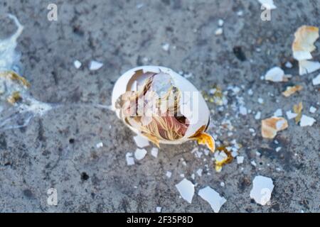 a broken pigeon egg with a dead chick on the pavement Stock Photo