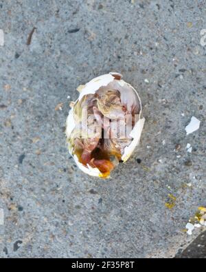 a broken pigeon egg with a dead chick on the pavement Stock Photo