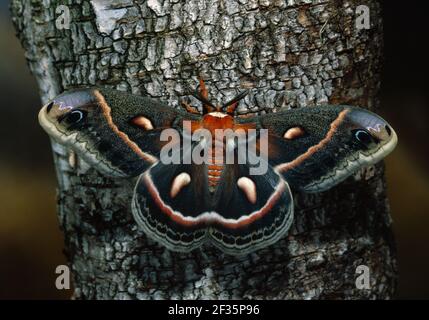 CECROPIA MOTH; ROBIN MOTH (HYALOPHORA CECROPIA Stock Photo - Alamy