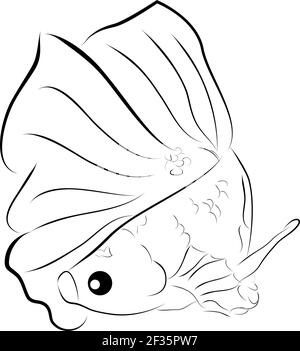 Outline Vector Betta or siamese fighting fish , on Whitebackground Stock Vector