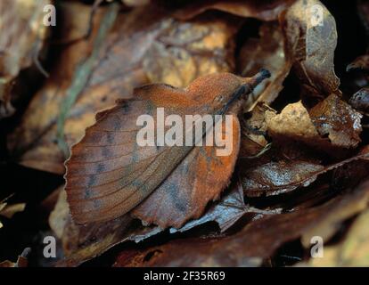 LAPPET MOTH         June Gastropacha quercifolia camouflaged on leaflitter, Credit:Robert Thompson / Avalon Stock Photo