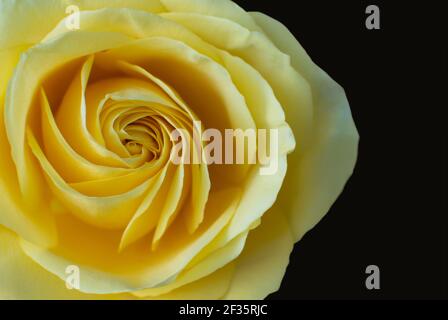 Close up of yellow rose on black background — Stock Image & Photo Stock Photo