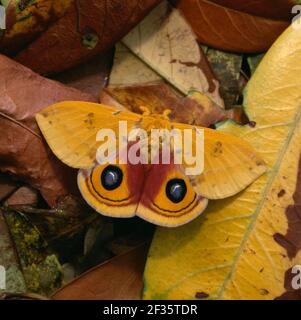 Bullseye Moth - Automeris io Stock Photo - Alamy