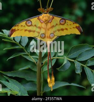 MADAGSCAR COMET MOON MOTH Argema mittrei  male, Credit:Robert Thompson / Avalon Stock Photo