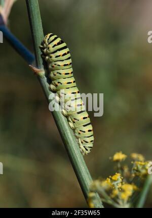SOUTHERN SWALLOWTAIL BUTTERFLY Papilio alexanor larva on plant stem, Credit:Robert Thompson / Avalon Stock Photo