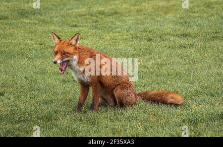Red Fox, who told him the joke? Stock Photo
