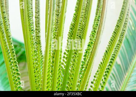 Young unfolding palm Cycas leaves near the tree, close-up view Stock Photo