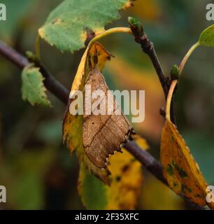 SCALLOPED HOOK-TIP MOTH Falcaria lacertinaria camouflaged on birch leaf, Credit:Robert Thompson / Avalon Stock Photo