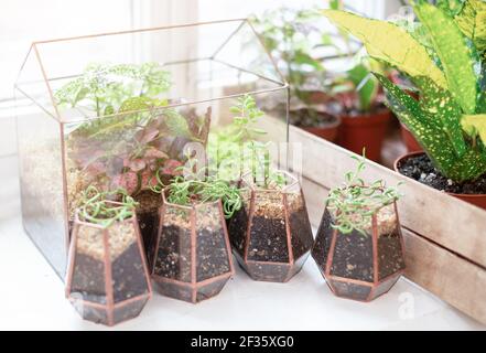 Glass florarium with green, fresh mini-succulent plants and pots of house plants at home in daylight. Stock Photo