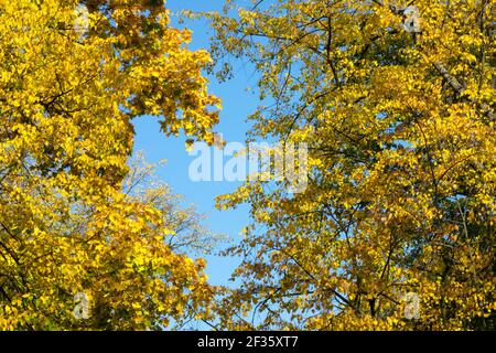 Autumn tree foliage, yellow leaves Lime Linden tree Stock Photo