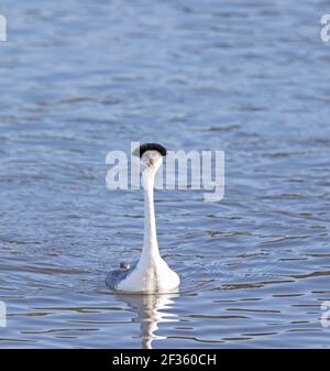 Western Grebe in Breeding Plumage Stock Photo