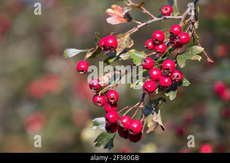 Eingriffliger Weißdorn, Eingriffeliger Weißdorn, Weissdorn, Weiß-Dorn, Weiss-Dorn, Hagedorn, Früchte, Frucht, Beeren, Beere, Crataegus monogyna, hawth Stock Photo