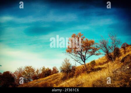 A path through a dense forest painted in the colors of autumn Stock Photo