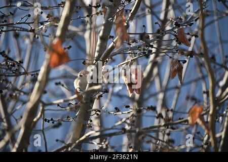 Tree sparrow looking cute by the tree Stock Photo