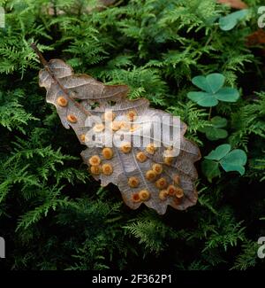 SPANGLE GALLS on oak leaf Neuroterus quercusbaccarum caused by gall wasp Clare Glen, Co. Armagh, Northern Ireland, Credit:Robert Thompson / Avalon Stock Photo