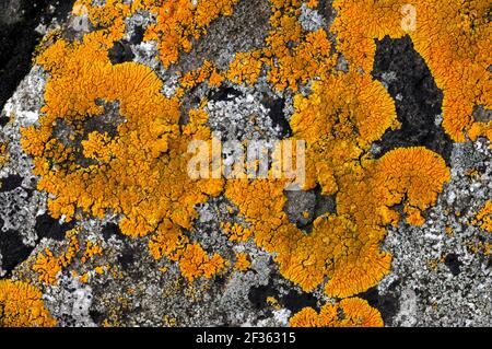 SEASHORE LICHEN Caloplaca thallincola Lichen commonly found in coastal localities, Credit:Robert Thompson / Avalon Stock Photo