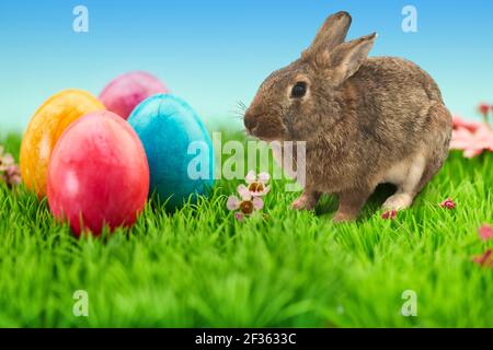 Four colorful Easter eggs for Easter in nature on a green meadow Stock Photo