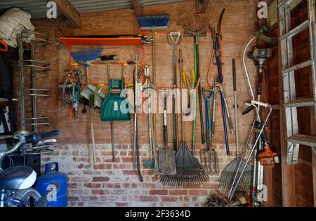 A tidy shed with tools hung on clips and hangers attached to the wall. A garden shed interior. Neatly arranged gardening tools. Stock Photo