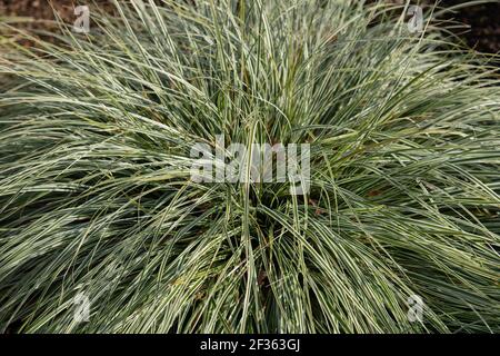 Striped Green and White Foliage of an Evergreen Japanese Sedge Plant (Carex oshimensis 'Everest') Growing in a Herbaceous Border in a Garden in Rural Stock Photo