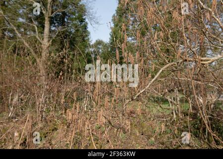 Brown Winter Catkins on a Deciduous Hazel Tree (Corylus avellana) Growing in a Woodland garden in Rural Devon, England, UK Stock Photo