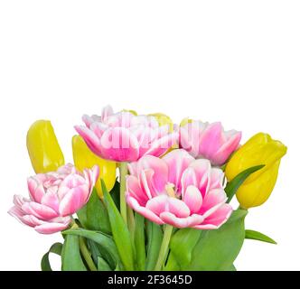 Elegant bouquet of spring yellow and pink-white tulip flowers on white background with blank space for text. Festive floral design for greeting card