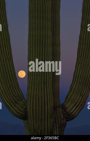 A Saguaro with a full moon rising in the distance. Stock Photo