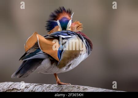 Beautiful mandarin duck standing on a tree in a little pond called Jacobiweiher not far away from Frankfurt, Germany at a cold day in winter. Stock Photo