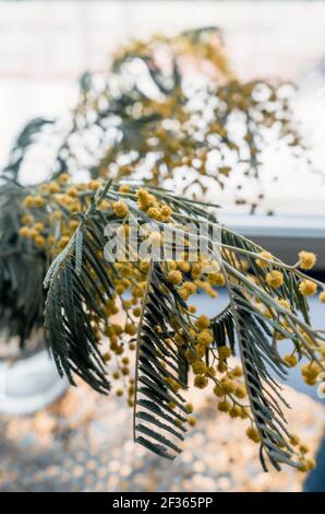 branch of blooming mimosa flowers in vase spring concept Stock Photo