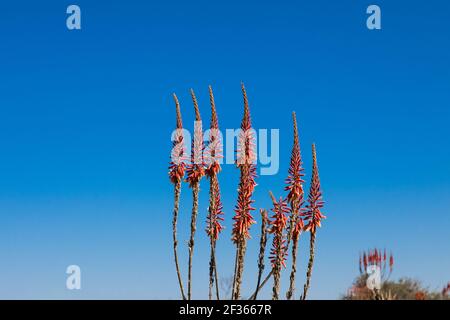 Spikes of Windhoek Aloe blooming in the Namibian desert. Stock Photo