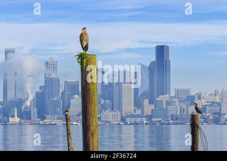 A Great Blue Heron, a Cormorant, and Gull perch themselves in front of Seattle, WA. Stock Photo