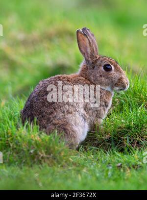 Young Rabbit in a patch of grass Stock Photo