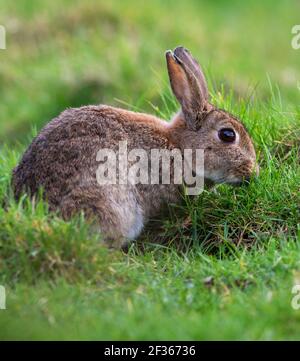 Young Rabbit in a patch of grass Stock Photo